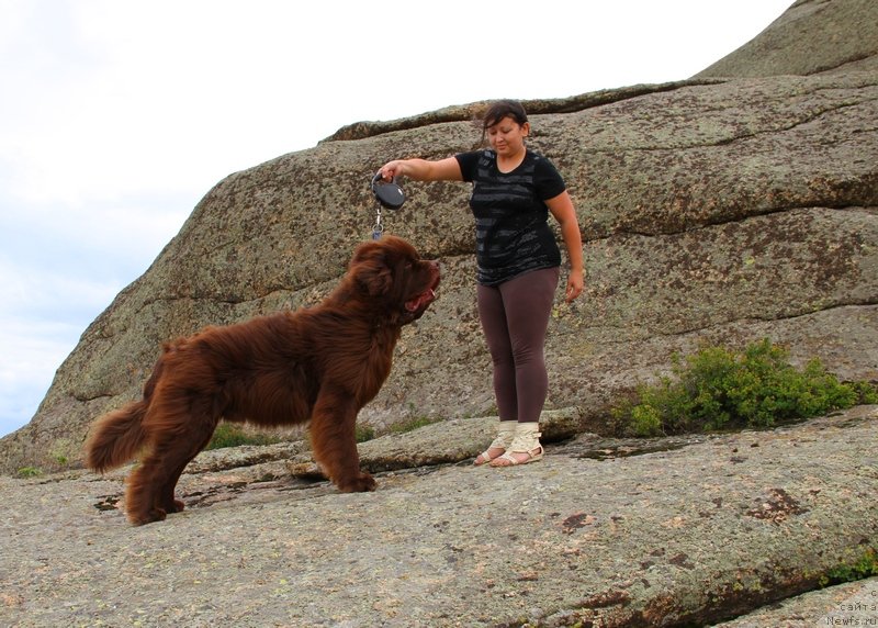 Фото: ньюфаундленд Fakturnyi Frukt s Berega Dona (Фактурный Фрукт с Берега Дона)