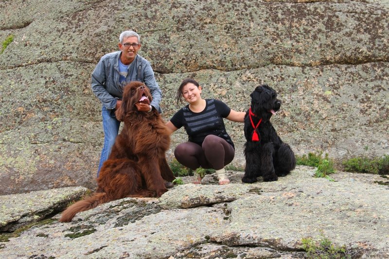 Фото: ньюфаундленд Fakturnyi Frukt s Berega Dona (Фактурный Фрукт с Берега Дона)