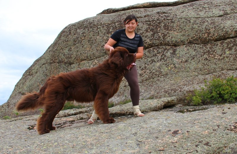 Фото: ньюфаундленд Fakturnyi Frukt s Berega Dona (Фактурный Фрукт с Берега Дона)