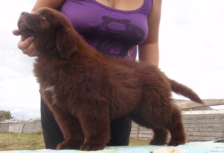 Фото: ньюфаундленд Kiper Soul Perfekt Viktori (Кипер Соул Перфект Виктори)