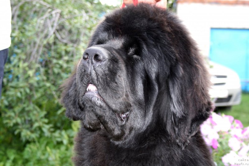 Фото: ньюфаундленд N'yufort Bay'yu Tiana (Ньюфорт Бай'ю Тиана)