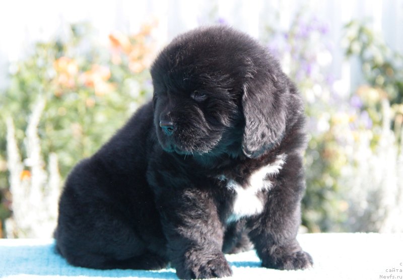 Фото: Аквиан Сонг Ларс Бергер