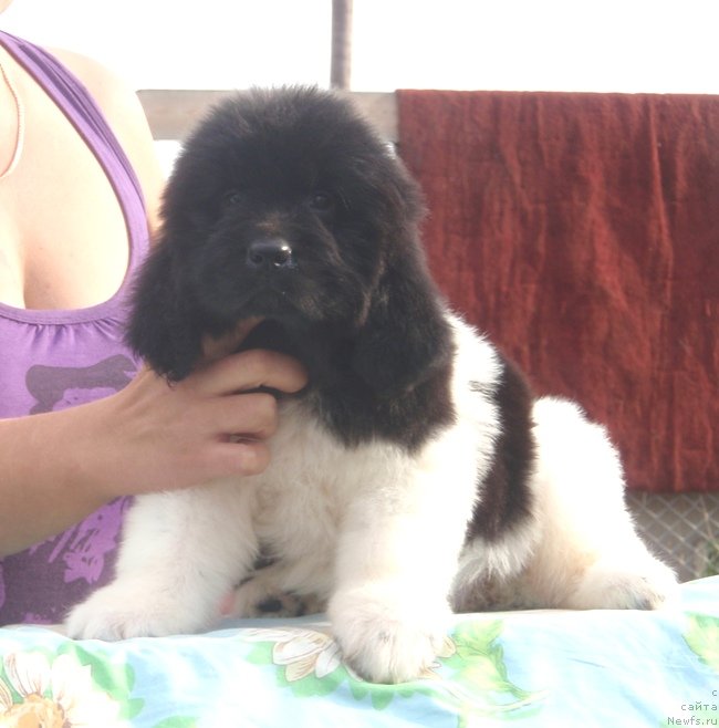 Фото: дочь, ньюфаундленд N'yufort Magiya Lyubvi (Ньюфорт Магия Любви)