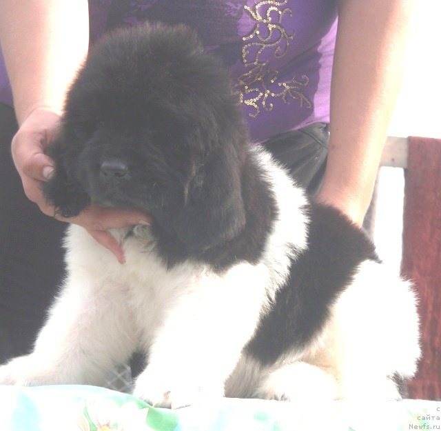 Фото: ньюфаундленд N'yufort YEshli (Ньюфорт Эшли)