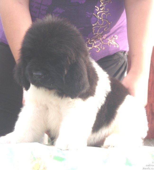 Фото: дочь, ньюфаундленд N'yufort Magiya Lyubvi (Ньюфорт Магия Любви)