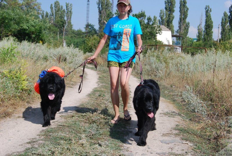 Фото: ньюфаундленд Face of an Angel Giant's Island, ньюфаундленд Super Premium Lav Mi Tender (Супер Премиум Лав Ми Тендер), Dar'ya Sannikova (Дарья Санникова)