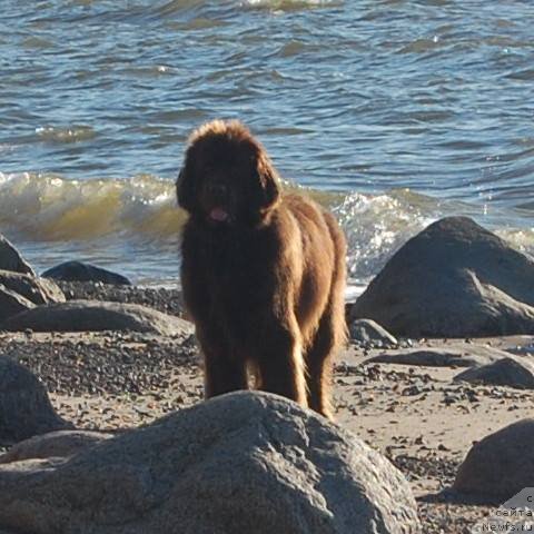 Фото: ньюфаундленд Newettas Vanessa