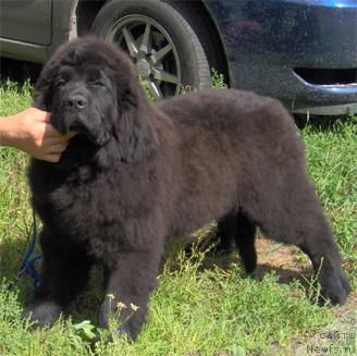 Фото: ньюфаундленд Plyushevaya Panda Baloven' Sud'byi (Плюшевая Панда Баловень Судьбы)