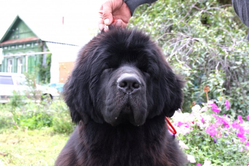 Фото: ньюфаундленд Zvezdnij Dar Afrodita (Звездный Дар Афродита)