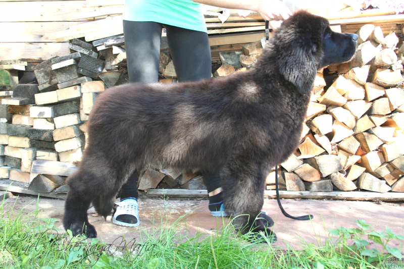Фото: ньюфаундленд Chernaya Mafia Magic Touch (Черная Мафия Магик Тоуч)