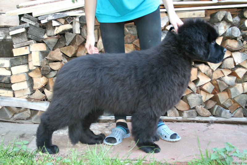 Фотография № 133827