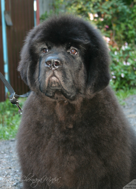 Фотография № 133830