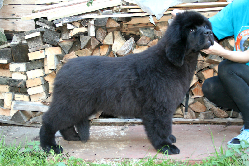 Фотография № 133832