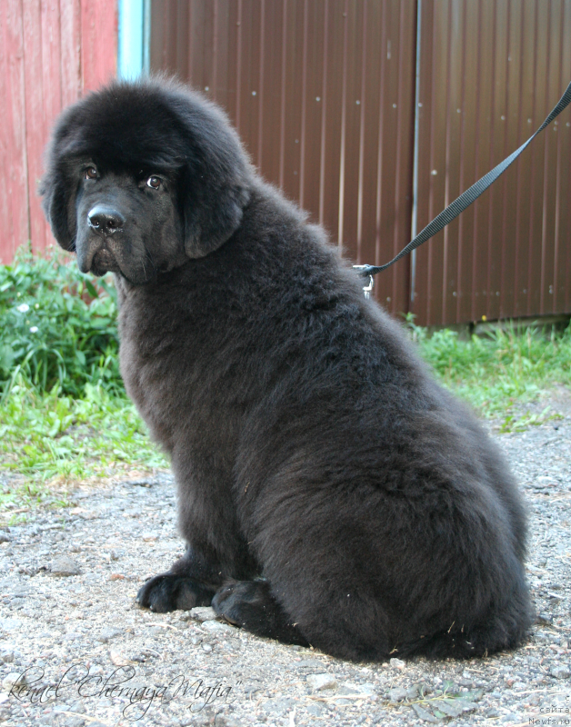 Фотография № 133834