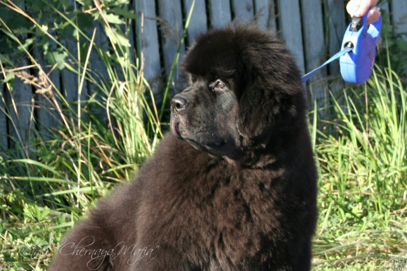 Фотография № 133835