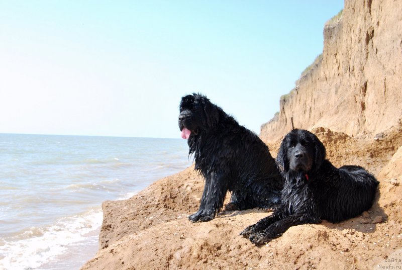 Фото: ньюфаундленд Face of an Angel Giant's Island, ньюфаундленд Super Premium Lav Mi Tender (Супер Премиум Лав Ми Тендер)