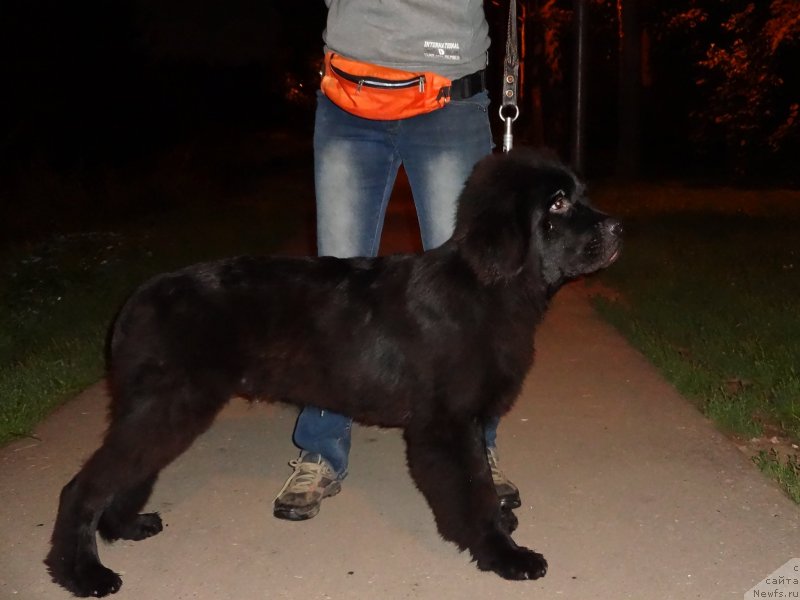 Фото: ньюфаундленд Chernyj Chank s Berega Dona (Черный Чанк с Берега Дона)