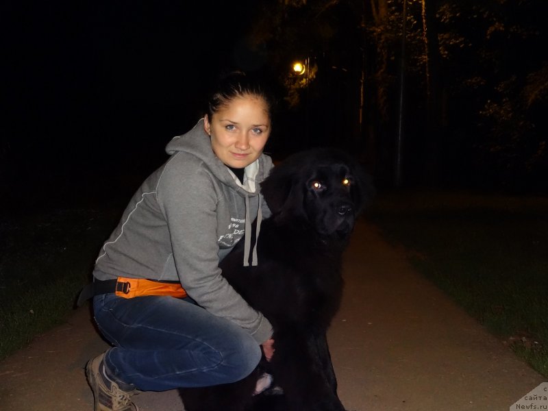 Фото: ньюфаундленд Chernyj Chank s Berega Dona (Черный Чанк с Берега Дона)