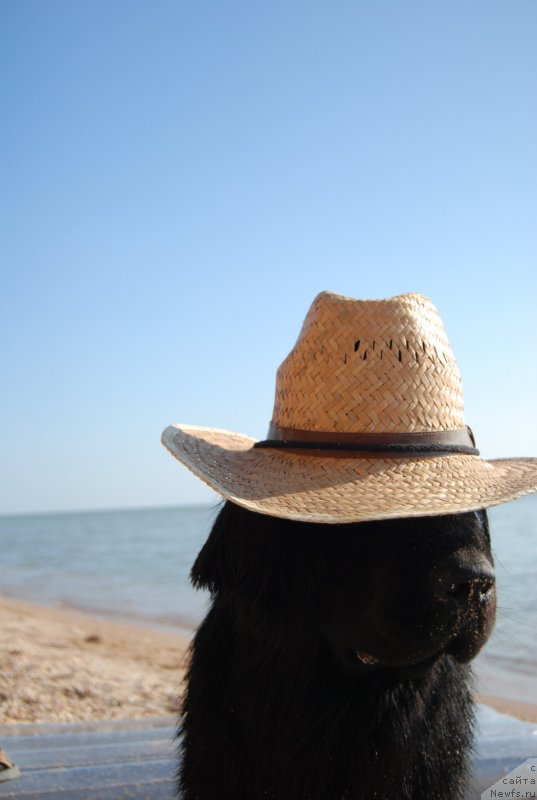 Фото: ньюфаундленд Antey Grand Pobeditel' (Антей Гранд Победитель)