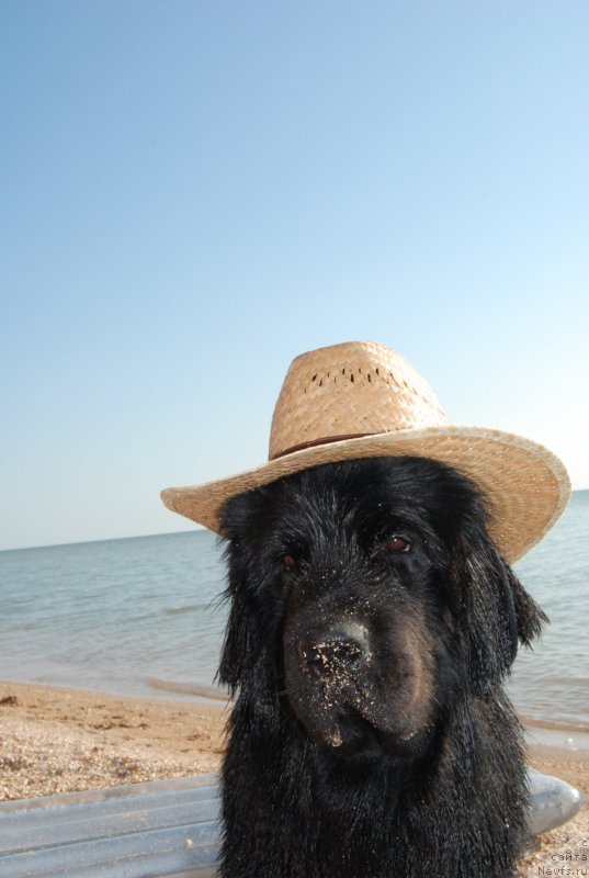 Фото: ньюфаундленд Antey Grand Pobeditel' (Антей Гранд Победитель)