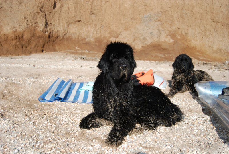 Фото: ньюфаундленд Antey Grand Pobeditel' (Антей Гранд Победитель)