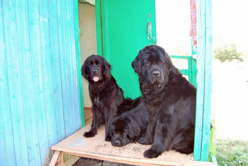 Фото: ньюфаундленд Face of an Angel Giant's Island, ньюфаундленд Antey Grand Pobeditel' (Антей Гранд Победитель), ньюфаундленд Super Premium Lav Mi Tender (Супер Премиум Лав Ми Тендер)