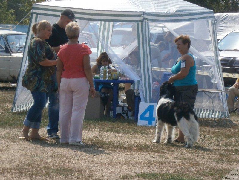 Фото: ньюфаундленд Carolina White-black Diadem Aqua Pearl
