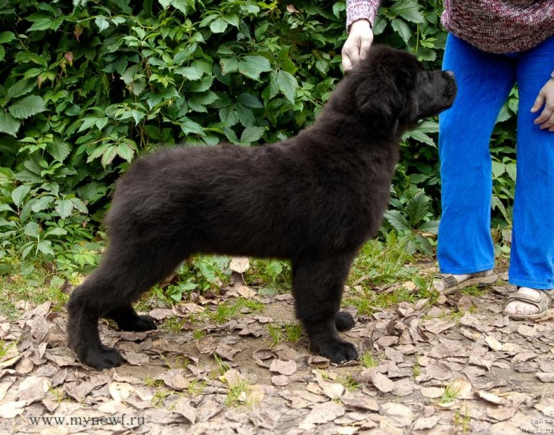 Фото: ньюфаундленд Sent Djons Jozayya Valeri (Сент Джонс Жозайя Валери)