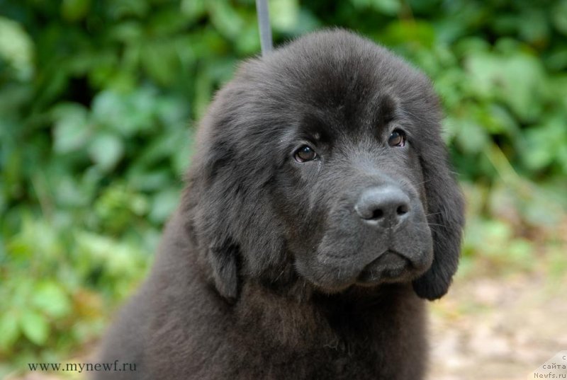 Фото: ньюфаундленд Sent Djons Jozayya Valeri (Сент Джонс Жозайя Валери)