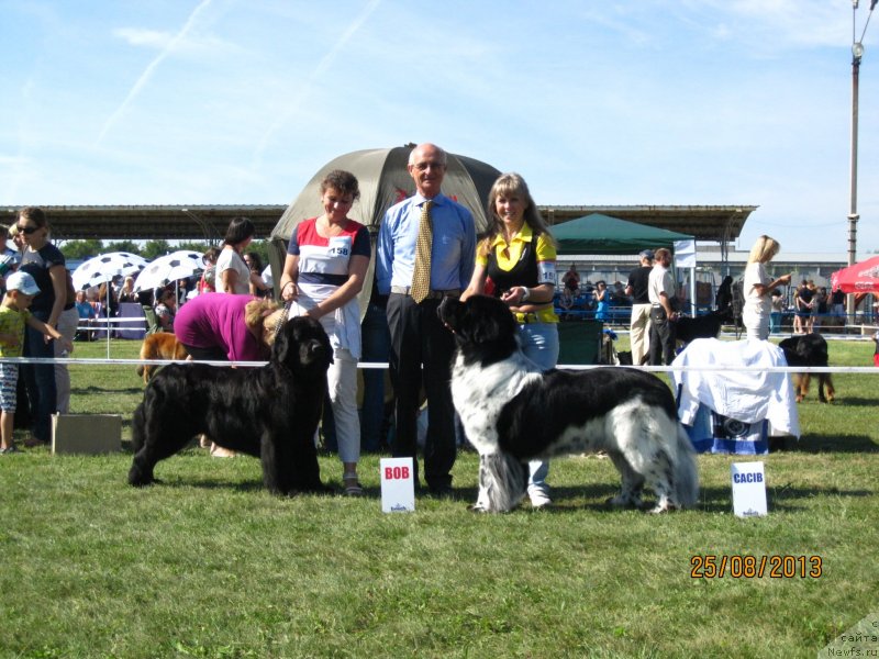 Фото: ньюфаундленд Plyushevaya Panda Stil'-Sankt-Peterburga (Плюшевая Панда Стиль-Санкт-Петербурга), LAMBORGINI MISTER NEWF