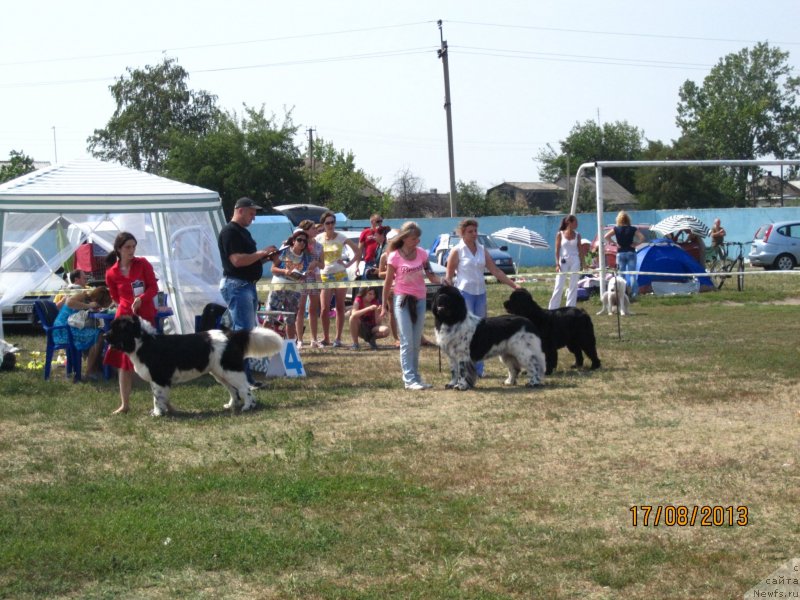Фото: ньюфаундленд Plyushevaya Panda Stil'-Sankt-Peterburga (Плюшевая Панда Стиль-Санкт-Петербурга)