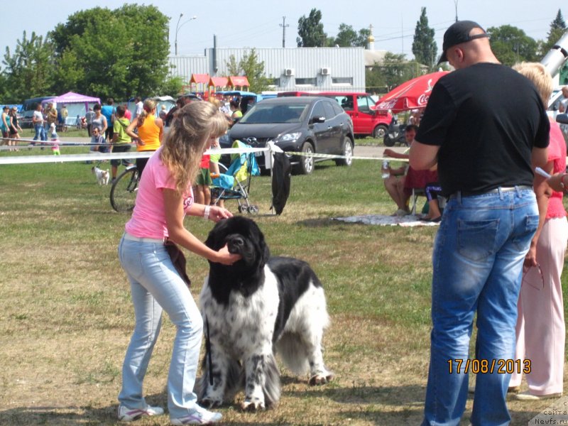 Фото: ньюфаундленд Plyushevaya Panda Stil'-Sankt-Peterburga (Плюшевая Панда Стиль-Санкт-Петербурга)