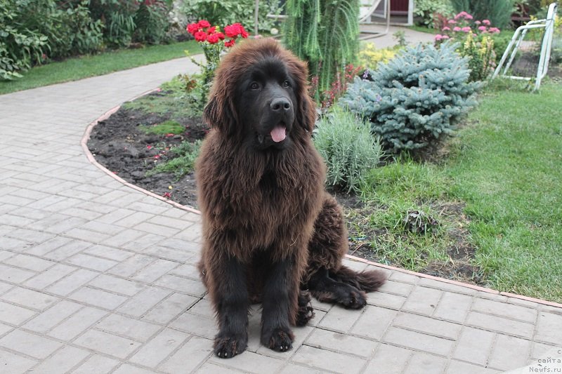 Фото: ньюфаундленд Lafayet Allari (Лафайет Аллари)