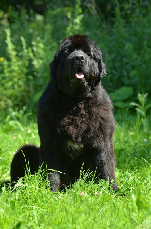 Фото: ньюфаундленд Aquatoriya Kelvin Franshize (Акватория Келвин Франшиза)