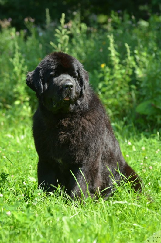 Фото: ньюфаундленд Aquatoriya Kelvin Franshize (Акватория Келвин Франшиза)