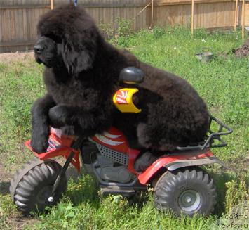 Фото: ньюфаундленд Plyushevaya Panda Blistatel'nyiy CHayf (Плюшевая Панда Блистательный Чайф)