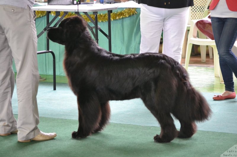 Фото: ньюфаундленд Nefertiti Krasavica Gryadet (Нефертити Красавица Грядет)