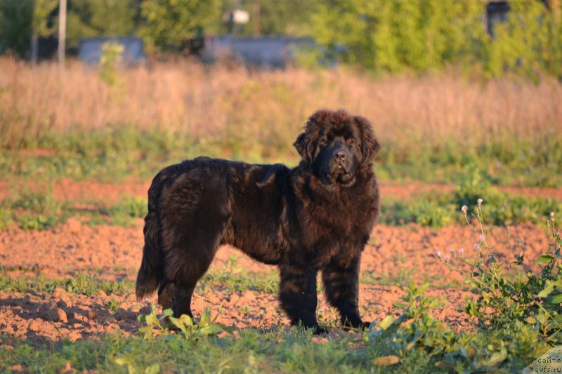 Фото: ньюфаундленд Aquatoriya Kelvin Sharliz (Акватория Келвин Шарлиз)