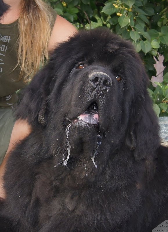 Фото: ньюфаундленд Fann'yuf Tibul Jelannyiy dlya Ih Vyisochestva (Фанньюф Тибул Желанный для Их Высочества)