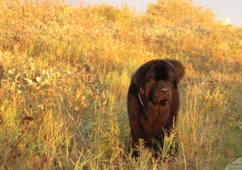 Фото: ньюфаундленд YAntarnaya Mechta (Янтарная Мечта)