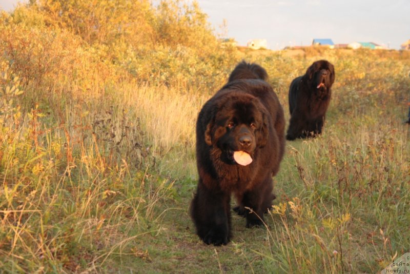 Фото: ньюфаундленд YAntarnaya Mechta (Янтарная Мечта)