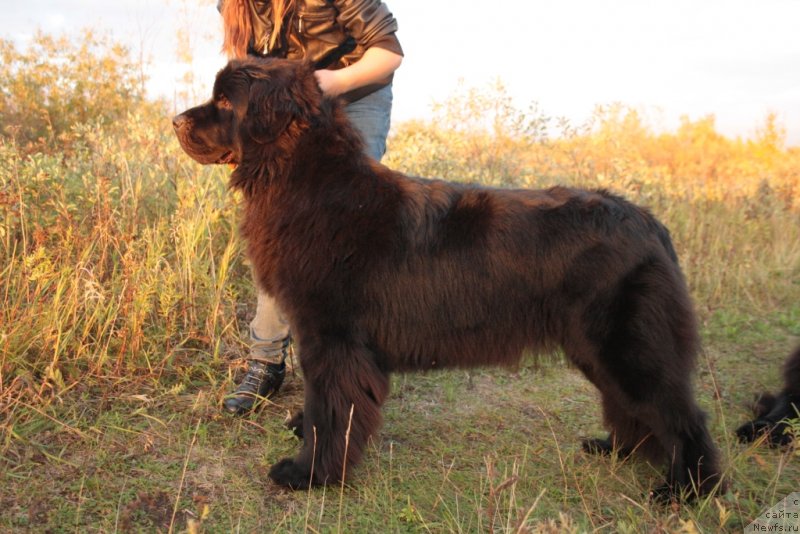 Фото: ньюфаундленд Neretum Tribe Xagrid