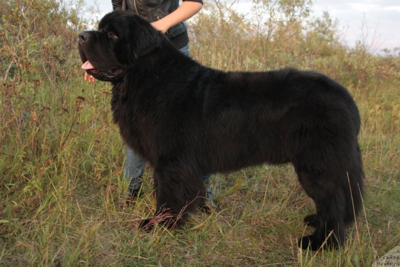 Фото: ньюфаундленд Beguschaya po Volnam Zero Kool (Бегущая по Волнам Зеро Коол)