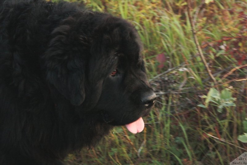 Фото: ньюфаундленд YAntarnaya Mechta (Янтарная Мечта)