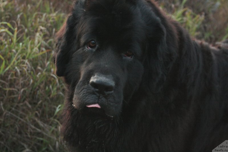 Фото: ньюфаундленд Gloriya Grand Blek (Глория Гранд Блек)