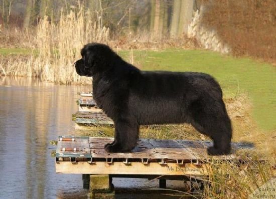 Фото: ньюфаундленд Goldbears Xmile To Dream