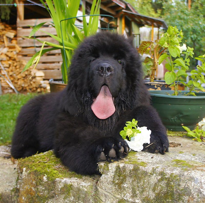 Фото: ньюфаундленд Smigar La Roshal' (Смигар Ла Рошаль)