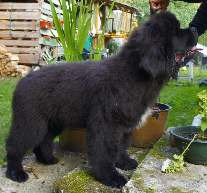 Фото: ньюфаундленд Smigar La Roshal' (Смигар Ла Рошаль)