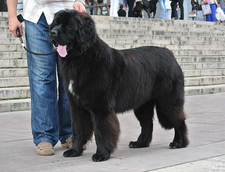 Фото: ньюфаундленд Mag Ispolin Nika For Zlat Konstaleks (Маг Исполин Ника Фор Злат Консталекс)