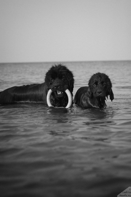 Фото: ньюфаундленд Dar Svezy Bona Fides (Дар Свезы Бона Фидес), ньюфаундленд Aquatoria Kelvin Ultramodern (Акватория Келвин Ультрамодерн)